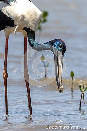 Jabiru Black-necked Stork of Australia Stock Photo