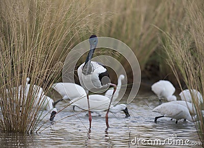 Jabiru or black necked stork at karumba Stock Photo