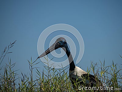 Jabiru black-necked stork in wetlands Darwin, Australia Stock Photo