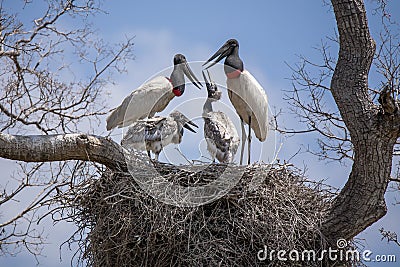 Jabiru Chicks Begging for food from Adults in Nest Stock Photo