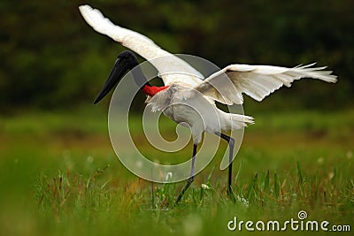 Jabiru, Jabiru mycteria, black and white bird in the green water with flowers, open wings, wild animal in the nature habitat, Pant Stock Photo