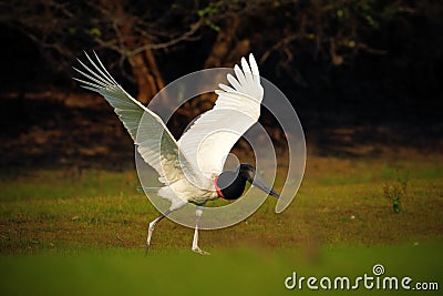 Jabiru, Jabiru mycteria, black and white in the green water bird, animal in the nature habitat, Pantanal, Brazil Stock Photo