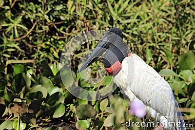 Jabiru in Pantanal Stock Photo