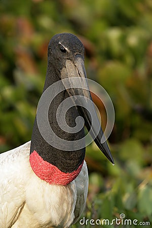 Jabiru, Jabiru mycteria, Stock Photo