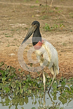 Jabiru, Jabiru mycteria Stock Photo