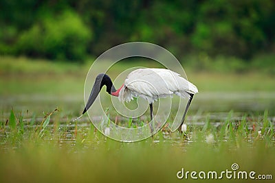 Jabiru, Jabiru mycteria, black and white bird in green water with flowers, Pantanal, Brazil. Wildlife scene, South America. Beauti Stock Photo