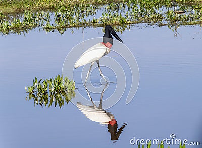 Jabiru (Jabiru mycteria) in Brazil Stock Photo