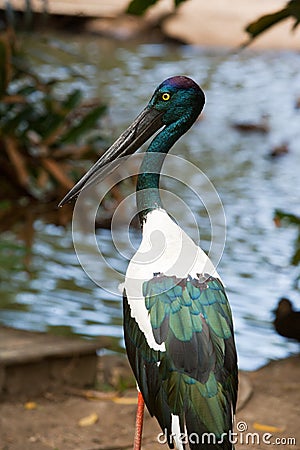 Jabiru stork Stock Photo