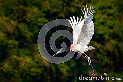 Jabiru stork fly. Jabiru, Jabiru mycteria, black and white bird in the green water with flowers, open wings, wild animal in the na Stock Photo