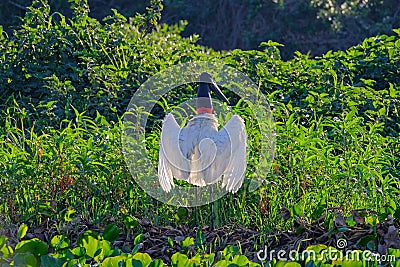 Jabiru Stork, Jabiru Mycteria, Cuiaba River, Porto Jofre, Pantanal Matogrossense, Mato Grosso do Sul, Brazil Stock Photo