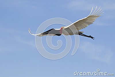 Jabiru stork flying in blue sky Stock Photo