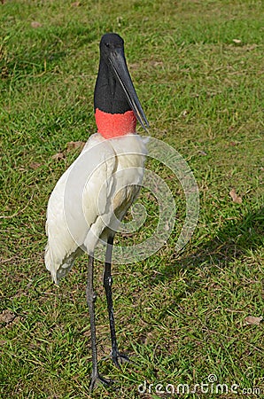 Jabiru Stork in the Pantanal Stock Photo