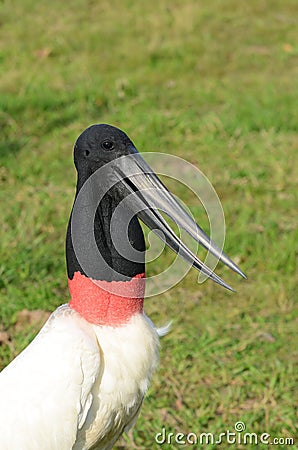 Jabiru Stork Stock Photo