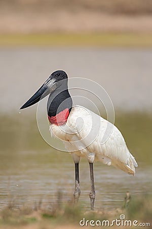 Jabiru Stork standing in water Stock Photo