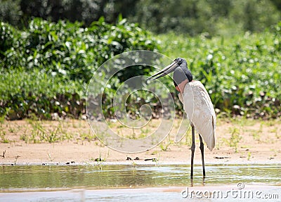 Jabiru Stork standing on the waters edge with head tilted Stock Photo