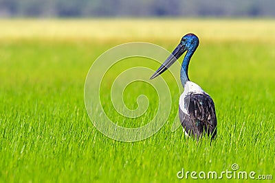 Jabiru stork in wetlands Stock Photo