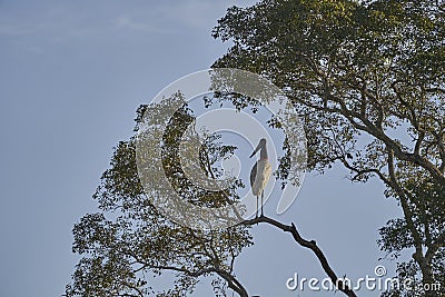 The Jabiru is a tall wading bird found in the Americas from Mexico to Argentina and the largest stork species. Stock Photo