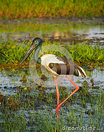 Jabiru wading in wetlands Stock Photo