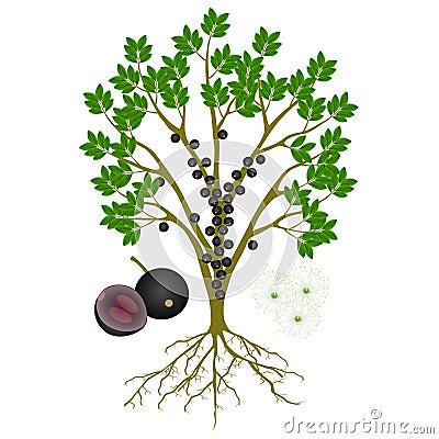 Jaboticaba brazilian grape plant with fruits and flowers on white. Vector Illustration