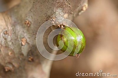 jaboticaba fruit macro photography nature plant with fruit growing typical plant from the Brazilian center west Stock Photo