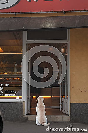 JABUKA, SERBIA - OCTOBER 9, 2022: Serbian stray dog, a lutalica, sleeping in front of a typical serbian bakery in the serbian Editorial Stock Photo