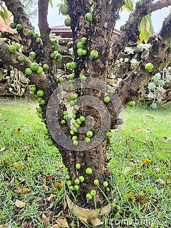 Jabuticaba fruit. The exotic fruit of the jabuticaba growing on the trunk of the tree. Jabuticaba is the native Brazilian grape. Stock Photo