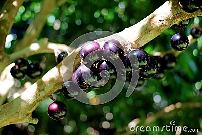 Jabuticaba or Jaboticaba tree full of purplish-black fruits. Stock Photo