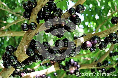 Jabuticaba or Jaboticaba tree full of purplish-black fruits. Stock Photo