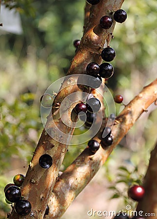Jabuticaba, Myrciaria Cauliflora Stock Photo