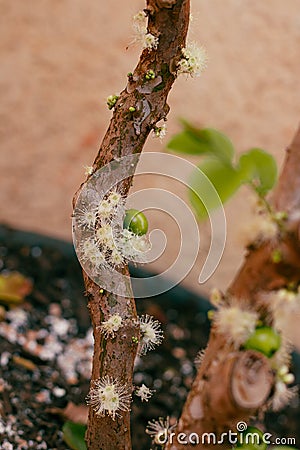 Jabuticaba tree in vase at the beginning of flowering with green and purple fruits. Famous Brazilian fruit germinated in the house Stock Photo