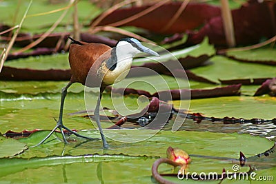 Jacana on waterlilies, Botswana Stock Photo