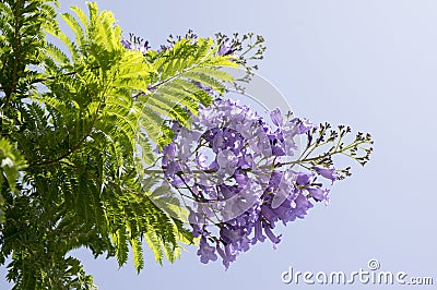 Jacaranda mimosifolia tree in bloom with amazing blue violet flowers Stock Photo