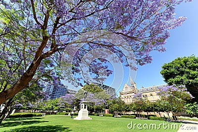 Jacaranda near university of Adelaide and univeristy of south australia Stock Photo