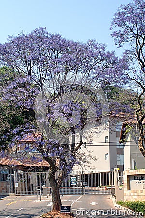 Jacaranda tree above a building Editorial Stock Photo