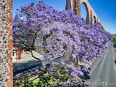 Jacaranda tree below an aqueduct Editorial Stock Photo