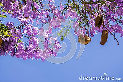 Jacaranda tree in bloom on a blue sky background Stock Photo