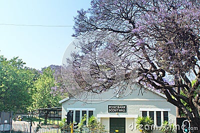 Jacaranda tree above a scout hall Editorial Stock Photo