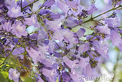 Jacaranda tree flowers Stock Photo