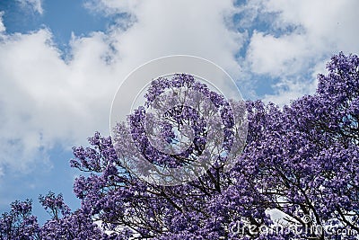 jacaranda tree at full bloom at Grafton kogarah, australia Stock Photo