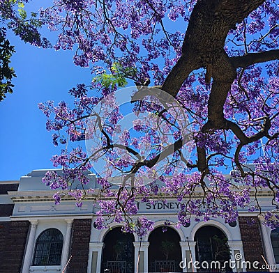 Jacaranda tree outside Sydney Hotel Editorial Stock Photo