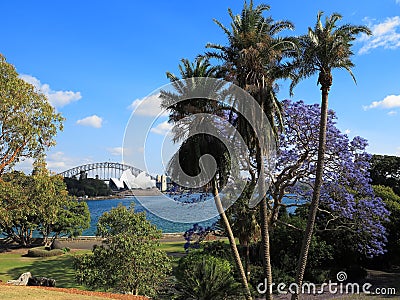 Jacaranda tree blossom in Sydney Botanic Garden, Australia Editorial Stock Photo