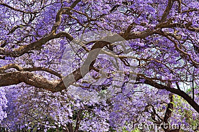 Jacaranda trees Stock Photo