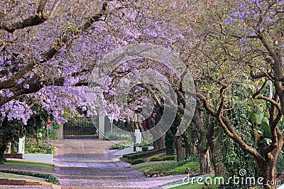 Jacaranda Trees Stock Photo