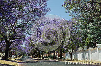 Jacaranda trees blooming in the streets of Johannesburg Stock Photo