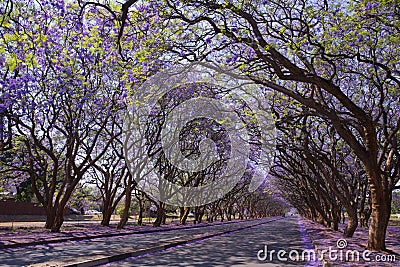 Jacaranda trees in Harare Stock Photo