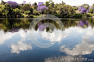 Jacaranda trees Stock Photo