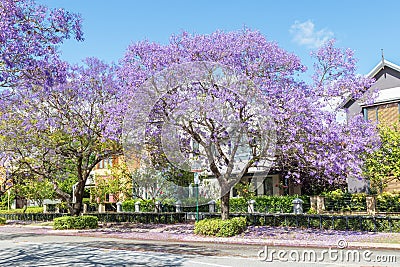 Jacaranda Trees in Subiaco Stock Photo