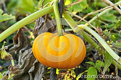 Jack be Little squash growing in autumn garden Stock Photo