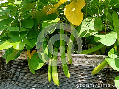 jack bean, is the type of koro bean that is best known by the general public Stock Photo