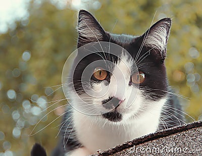 Jack the cat sitting on our roof Stock Photo